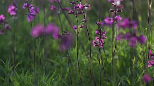 Fält av rosa blommor, närbild — Stockvideo