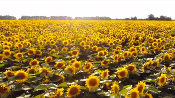 Pól kwitnących słoneczników, widok z góry — Wideo stockowe