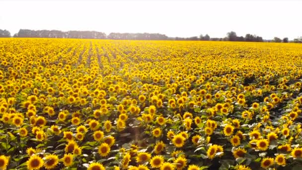 Campo di girasoli fioriti, vista dall'alto — Video Stock