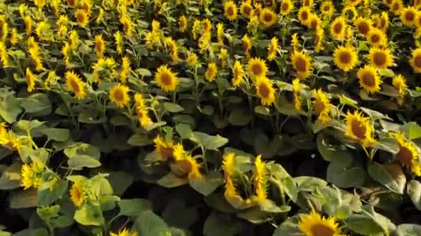 Zorné pole kvetoucí slunečnice, pohled shora — Stock video