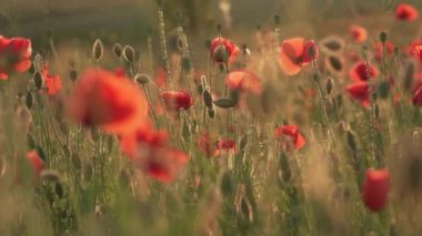 Vahşi kırmızı haşhaş çiçeği alanında, yakın çekim
