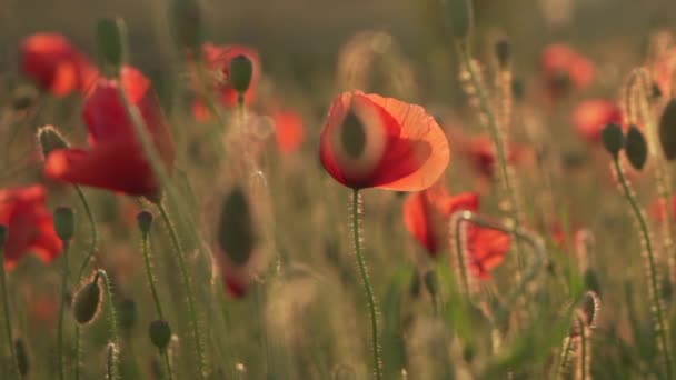 Coquelicots rouges sauvages fleurissent dans le champ, gros plan — Video