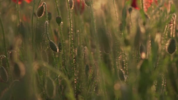 Wild red poppies blossom in field, close up — Stock Video