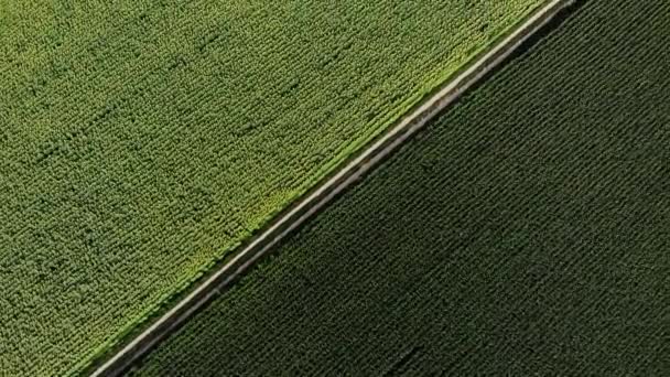 Vue aérienne de grands champs verts avec des rangées paires — Video