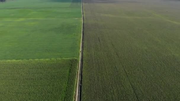 Vista aérea de grandes campos verdes con filas pares — Vídeos de Stock