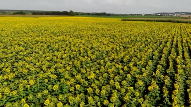 Vuelo sobre girasoles florecientes, día soleado — Vídeo de stock