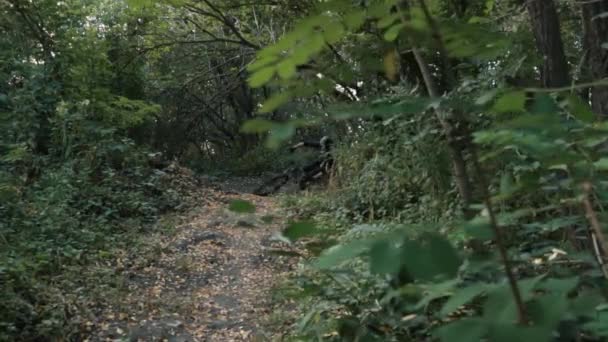 骑自行车路线在森林里 慢动作 — 图库视频影像