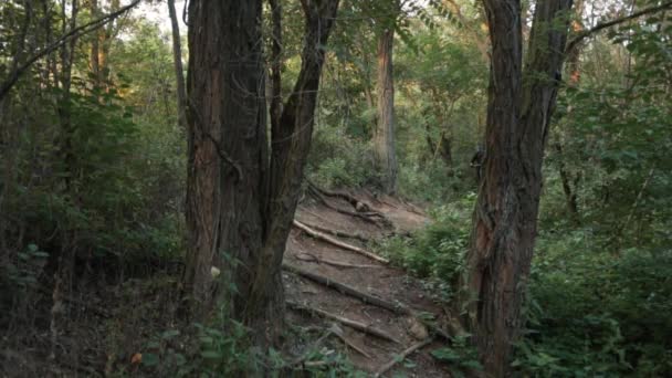 Ciclista Extremo Monta Obstáculos Carretera Bosque — Vídeo de stock