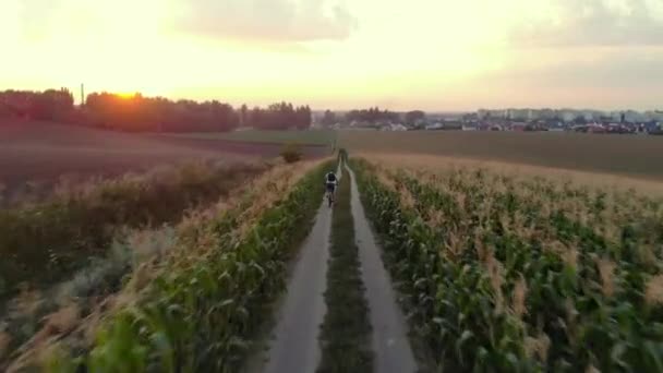 Fietser rijdt op weg in veld achteraanzicht — Stockvideo