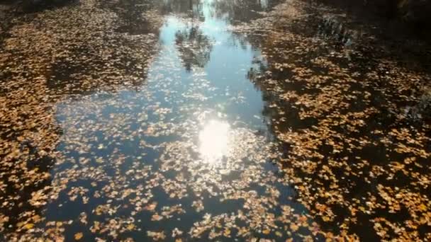 秋季公园上空的湖泊飞行 — 图库视频影像