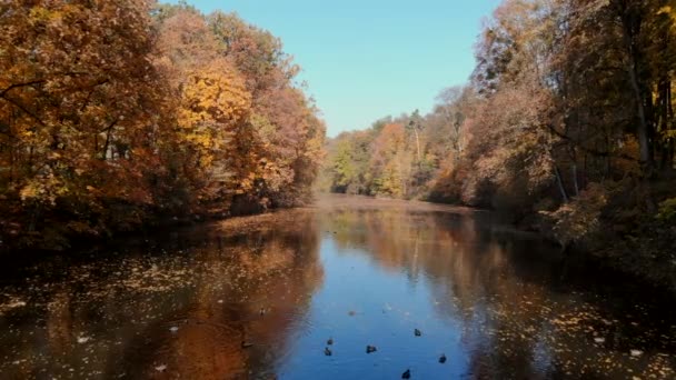 Vista aérea del parque de otoño con lago — Vídeo de stock