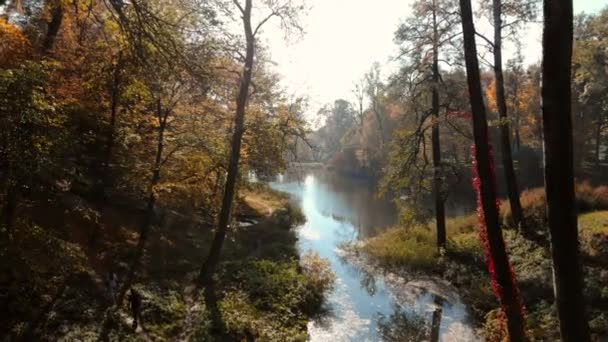 秋の公園で木 々の間飛行ドローン — ストック動画