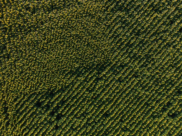 Ogromne pole kwitnących słoneczników — Zdjęcie stockowe