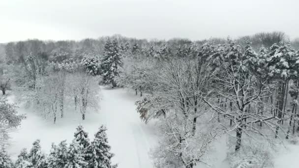 Vista aérea del parque de invierno nevado — Vídeo de stock