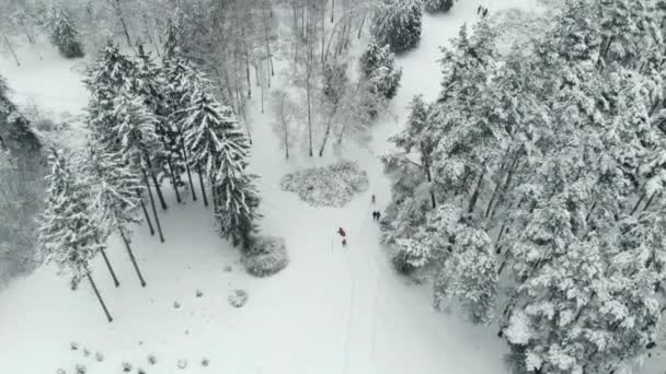 Luchtfoto van besneeuwde winter park — Stockvideo