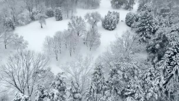 Letecký pohled na zasněženou zimní park — Stock video