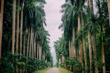 Botanik Bahçesi, Kandy Sri Lanka palmiye sokakta