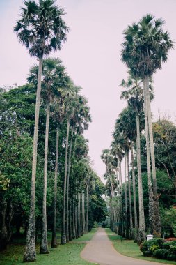 Botanik Bahçesi, Kandy Sri Lanka palmiye sokakta
