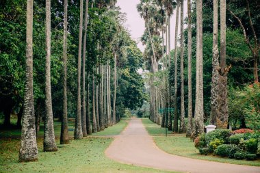 Botanik Bahçesi, Kandy Sri Lanka palmiye sokakta