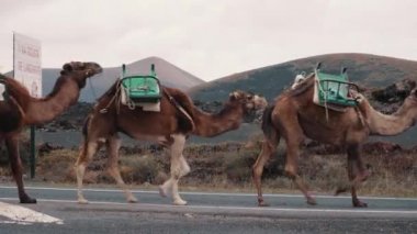 Camel Caravan dağların arka planda gider
