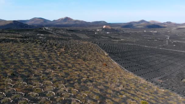 Wijngaarden op vulkanische bodem in Lanzarote, luchtfoto — Stockvideo