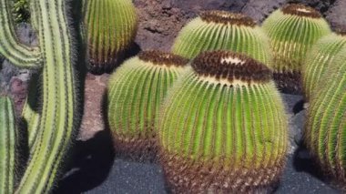 Lanzarote üzerinde birçok büyük yuvarlak kaktüsler