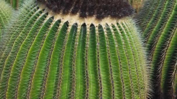 Sok nagy kerek kaktuszok Lanzarote, közelről — Stock videók