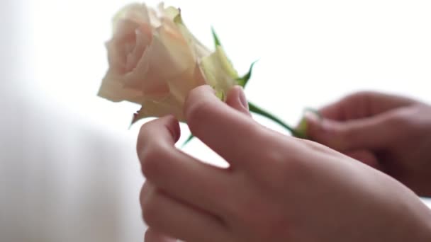 Kobiece ręce Kwiaciarnia czyste Bud róży z dodatkowych płatków, zbliżenie — Wideo stockowe