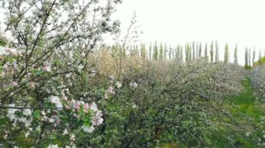 Elma bahçesinde çiçek açan ağaçların havadan görünümü, drone yükselir