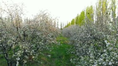 Elma bahçesinde çiçekli ağaçların dalları arasında uçan