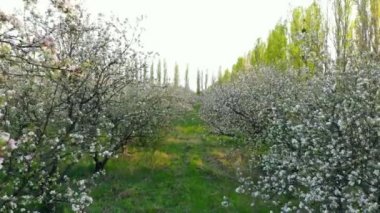 Elma bahçesinde çiçekli ağaçların dalları arasında uçan