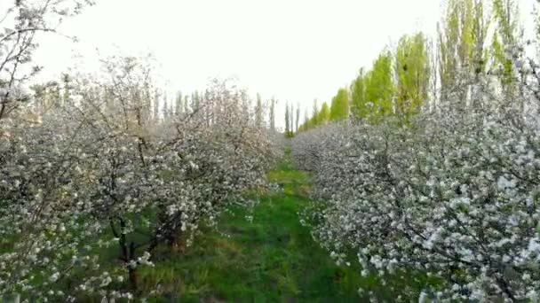 Elma bahçesinde çiçekli ağaçların dalları arasında uçan — Stok video