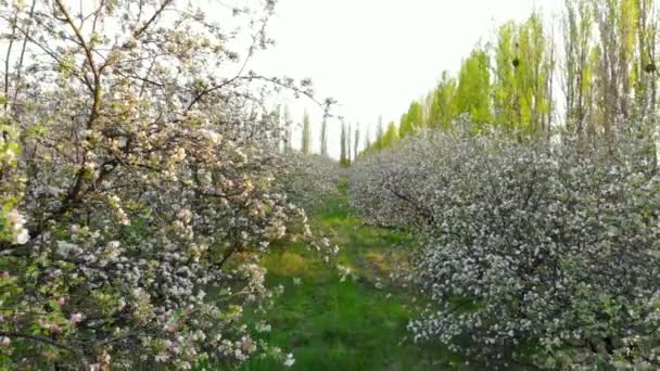 リンゴ果樹園の開花木の枝の間を飛ぶ、ドローンショット — ストック動画