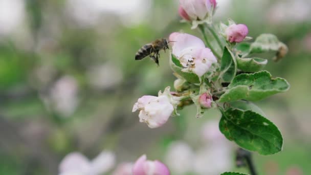 Подробный крупным планом пчелы сбор пыльцы с цветка в цветущий яблоневый сад, замедленная съемка — стоковое видео