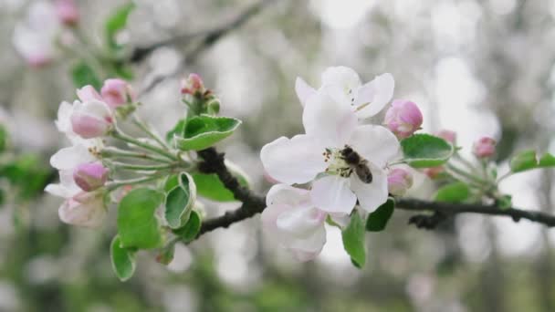 Detailed close-up bee collecting pollen from flower in blossoming apple orchard, slow motion — Stock Video