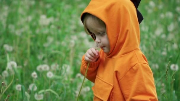 Pieni poika oranssi huppari leikkii voikukka luontoon, hidastettuna — kuvapankkivideo