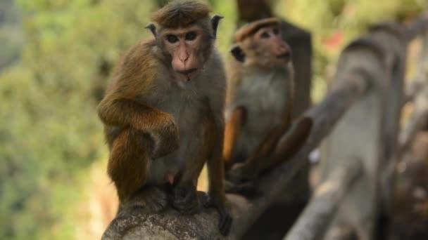 Macaco adulto sentado em pedra e comendo, Sri Lanka — Vídeo de Stock