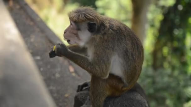 斯里兰卡，成年猴子坐在石头上吃香蕉 — 图库视频影像