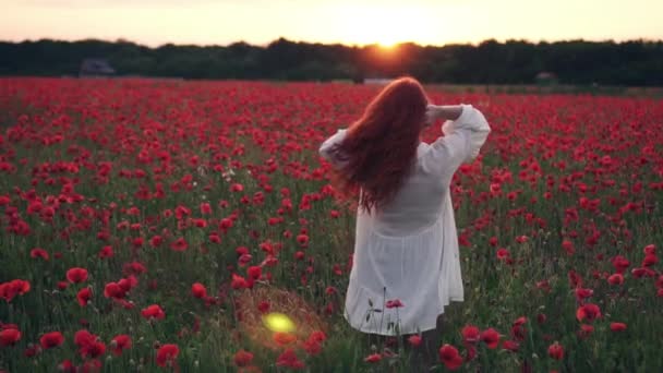 Red-haired woman throws her hair up standing in field of poppies in rays of setting sun, rear view — Stock Video