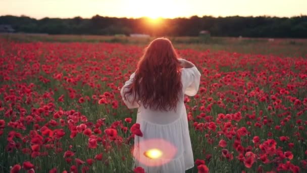 Donna dai capelli rossi getta i capelli in piedi in campo di papaveri in raggi di sole al tramonto, vista posteriore — Video Stock