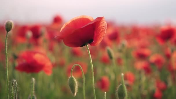 Gros plan de fleur de pavot rouge dans le champ au coucher du soleil 