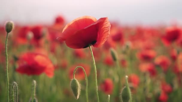 Närbild av röd vallmo blomma i fält vid solnedgången — Stockvideo