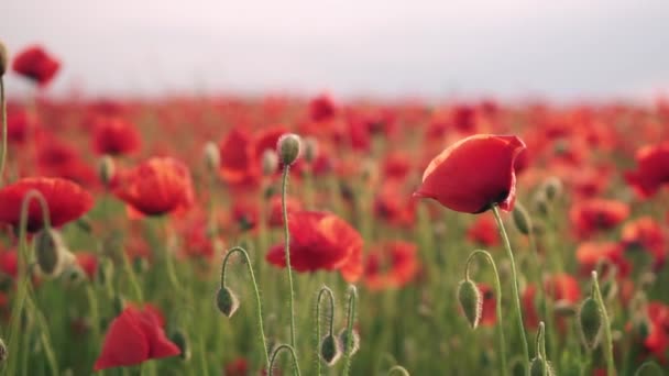 日没時のフィールド内の赤いケシの花のクローズアップ、Steadicam ショット — ストック動画