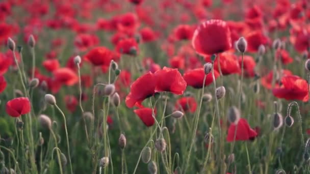 Närbild av röd vallmo blomma i fält vid solnedgången, skjutreglage skott — Stockvideo