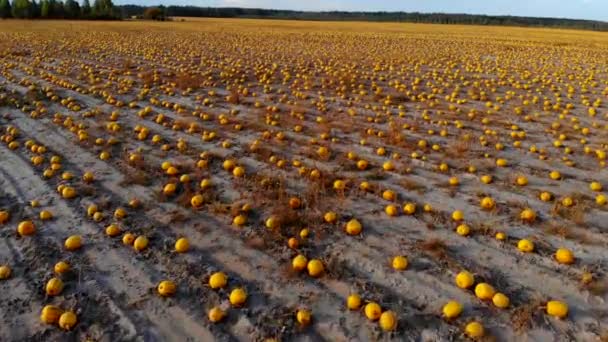 Aerial view ripened pumpkins lie on ground in field — Stock Video