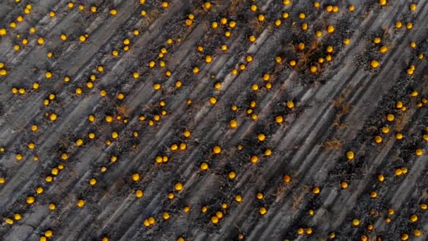 Bovenaanzicht vanuit de lucht op het grote pompoenenveld — Stockvideo