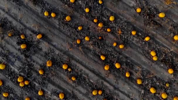 Flying over ripened pumpkin field, aerial shot — Stock Video