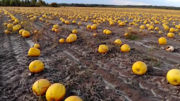 Luchtfoto gerijpte pompoenen liggen op de grond in het veld — Stockvideo