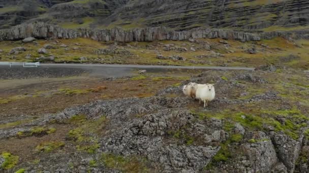 Group of Icelandic sheep stands in mountains and looks at camera. — ストック動画