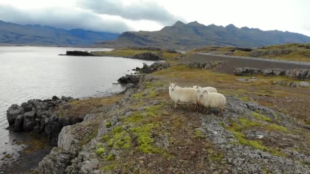 アイスランドの海岸における羊の放牧の空中ビュー — ストック動画
